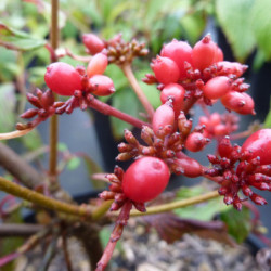 Viburnum plicatum ‘Kilimandjaro Sunrise‘ ® - ‘JWW5’ - Viorne de Chine