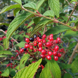 Viburnum plicatum ‘Kilimandjaro Sunrise‘ ® - ‘JWW5’ - Viorne de Chine