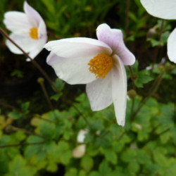 Anemone ‘Wild Swan’