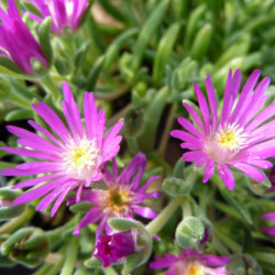 Delosperma cooperi ‘Purple’