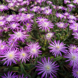 Delosperma cooperi ‘Purple’