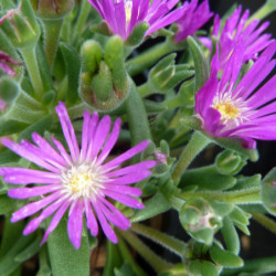 Delosperma cooperi ‘Purple’