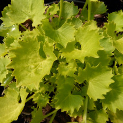 Campanula garganica Dickson's Gold