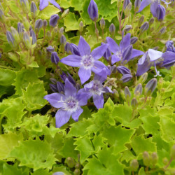 Campanula garganica Dickson's Gold