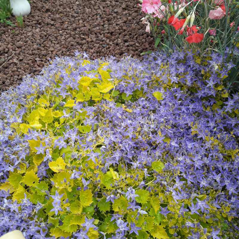 Campanula garganica Dickson's Gold