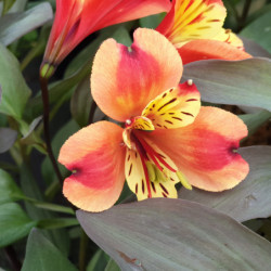 Alstroemeria Indian Summer