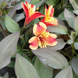 Alstroemeria Indian Summer