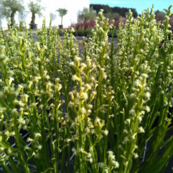 Baccharis genistelloides