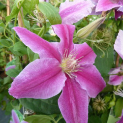 Clematis ‘Docteur Ruppel’