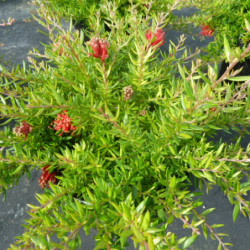 Grevillea juniperina ‘New Blood’