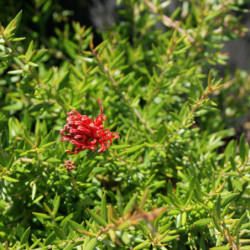 Grevillea juniperina ‘New Blood’