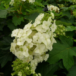 Hydrangea quercifolia ‘Ruby slippers’