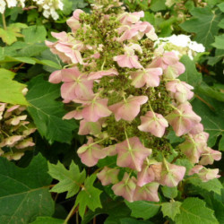 Hydrangea quercifolia ‘Ruby slippers’