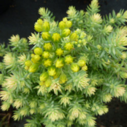 Sedum hispanicum Blue Carpet