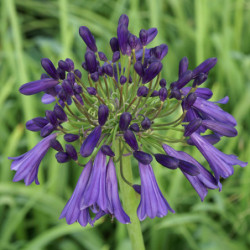 Agapanthus ‘Purple Cloud’