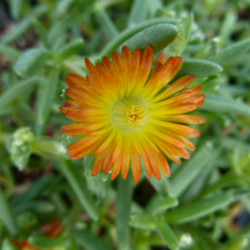 Delosperma cooperi ‘Orange’