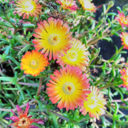 Delosperma cooperi ‘Orange’