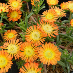 Delosperma cooperi ‘Orange’