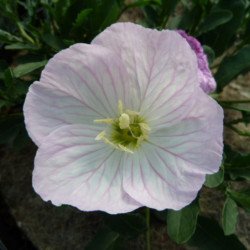 Oenothera speciosa ‘Siskiyou’