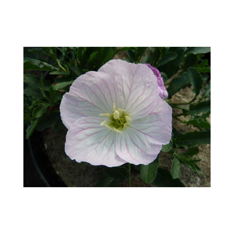 Oenothera speciosa ‘Siskiyou’