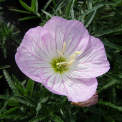 Oenothera speciosa ‘Siskiyou’