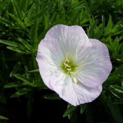 Oenothera speciosa ‘Siskiyou’