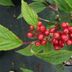 Viburnum plicatum ‘Molly Schroeder’