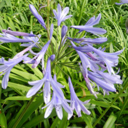 Agapanthus africanus Queen Anne