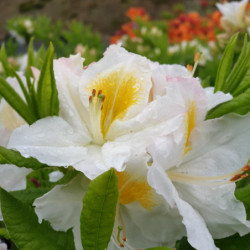 Azalea mollis ‘Persil’ - Azalée de Chine