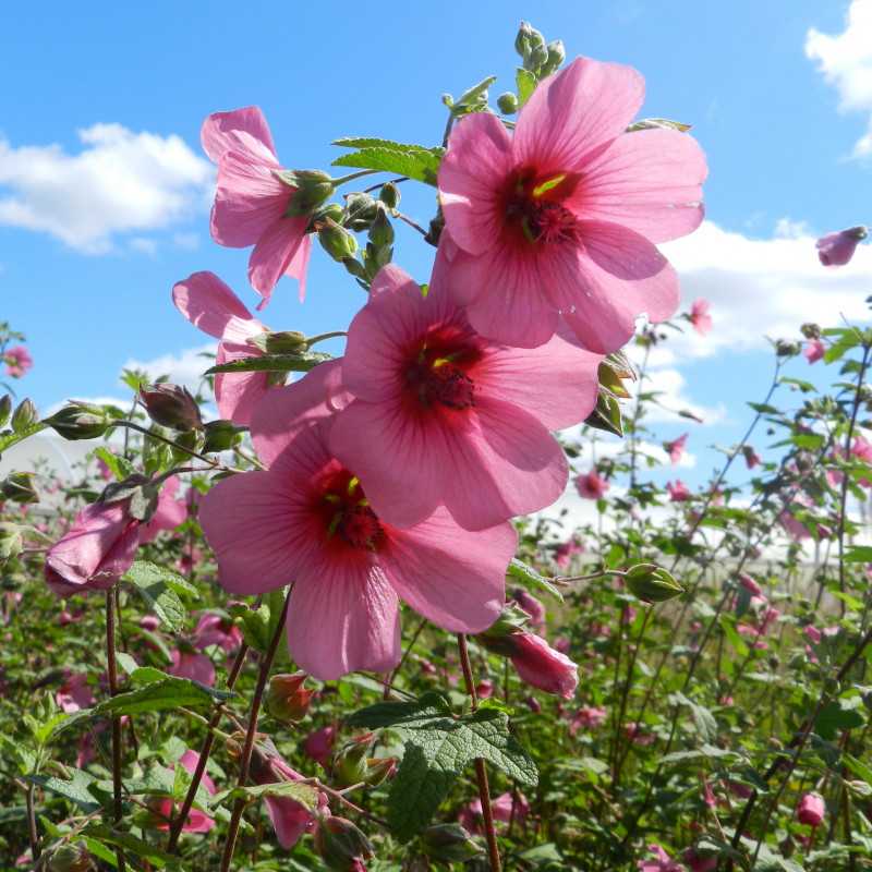 Anisodontea capensis El Rayo