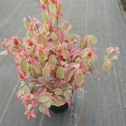 Cornus kousa ‘Shira yuki’ - Cornouiller du Japon