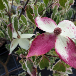 Cornus kousa ‘Shira yuki’ - Cornouiller du Japon