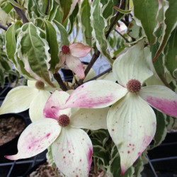 Cornus kousa ‘Shira yuki’ - Cornouiller du Japon