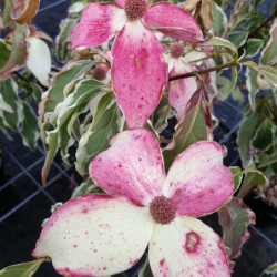 Cornus kousa ‘Shira yuki’ - Cornouiller du Japon