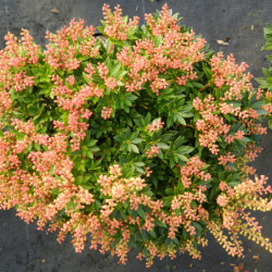 Pieris japonica ‘Viking’