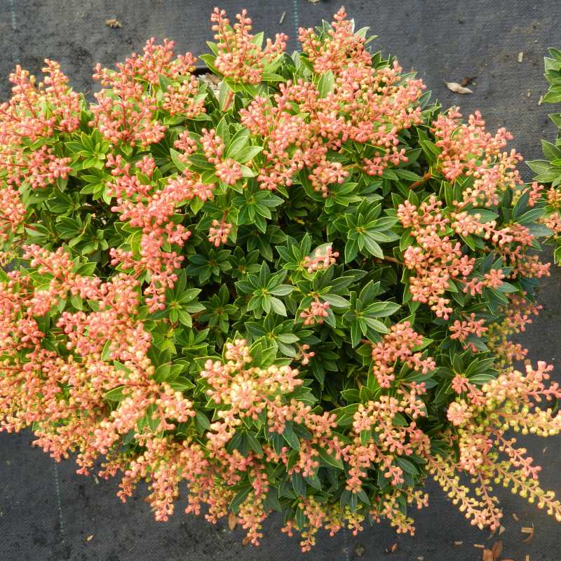 Pieris japonica ‘Viking’ - Andromède du Japon