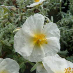 Helianthemum ‘The Bride’