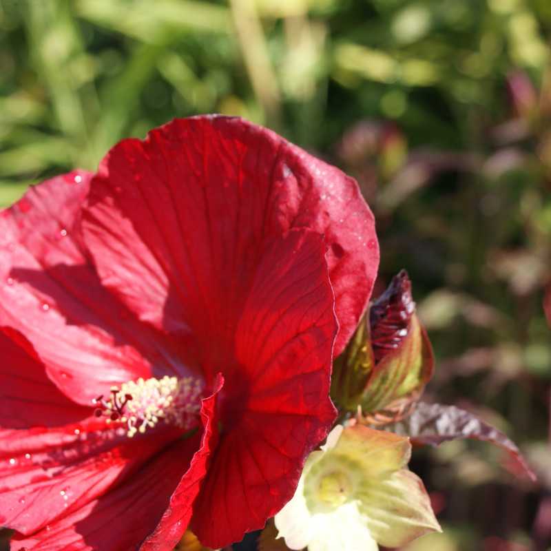 Hibiscus moscheutos ‘Midnight Marvel’