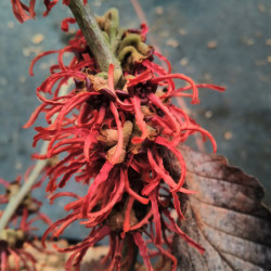 Hamamelis intermedia ‘Rubin’