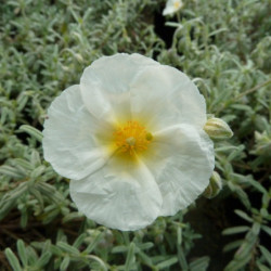 Helianthemum ‘The Bride’