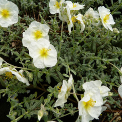 Helianthemum ‘The Bride’