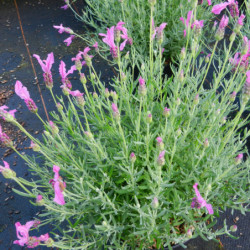 Lavandula stoechas The Princess