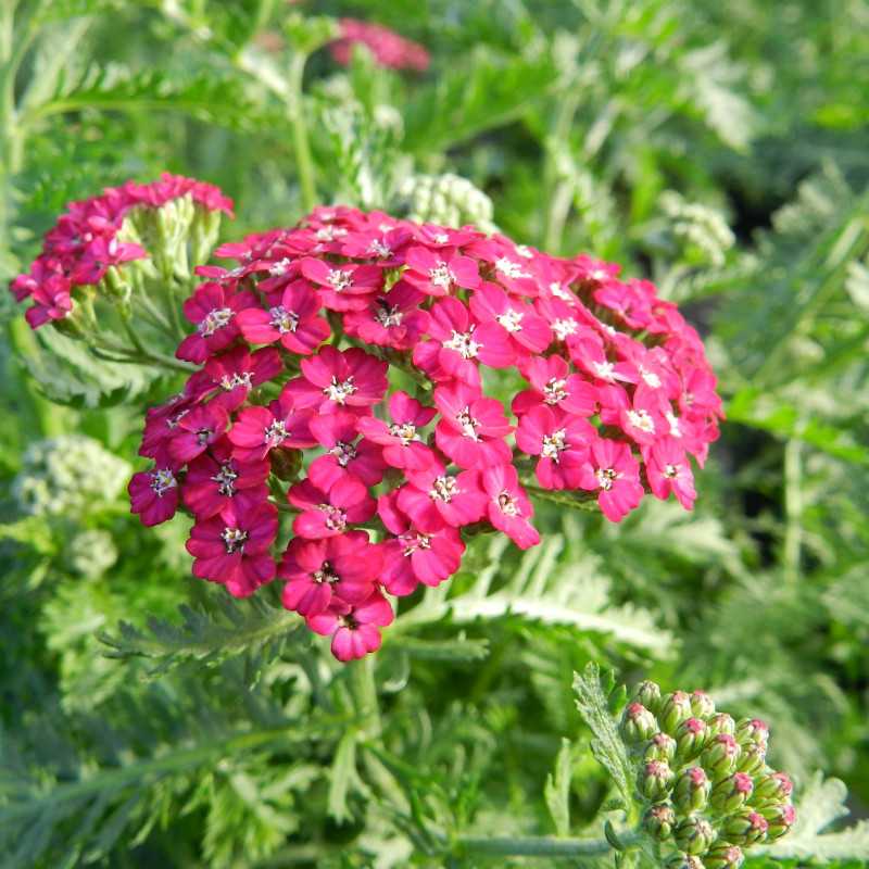 Achillea millefolium ‘New vintage Violet’