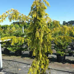 Taxus baccata ‘Dovastonii Aurea’