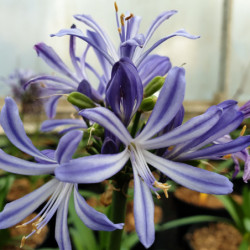 Agapanthus ‘Charlotte’