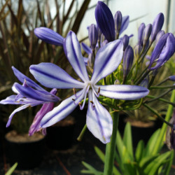 Agapanthus ‘Charlotte’