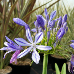 Agapanthus ‘Charlotte’