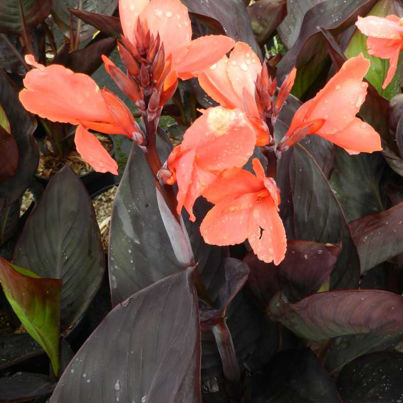 Canna Happy Julia I Plantes Vivaces