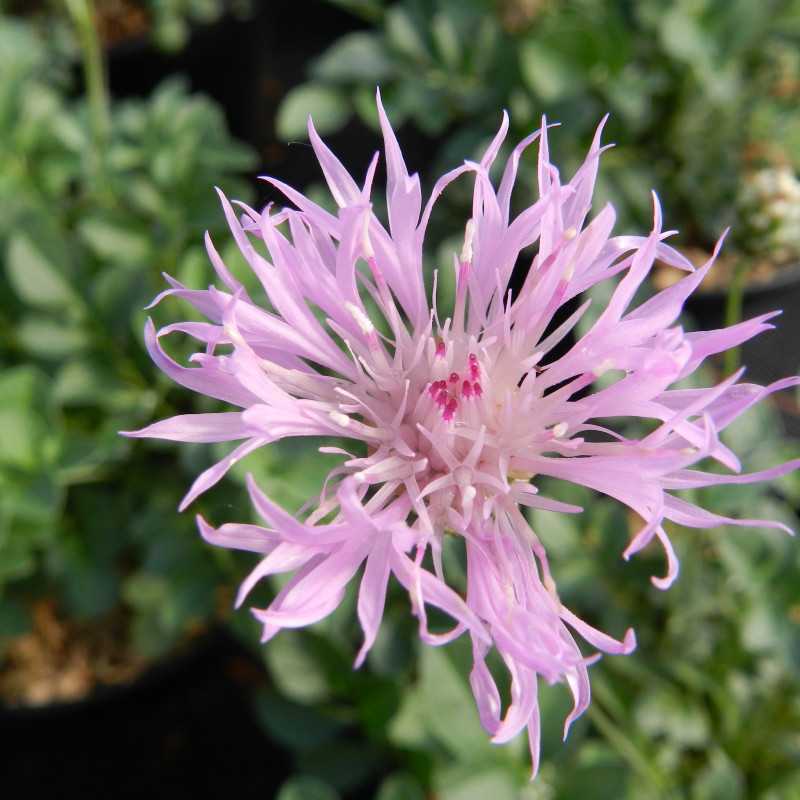 Centaurea bella