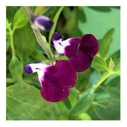 Salvia greggii ‘Amethyst lips’ - Sauge arbustive